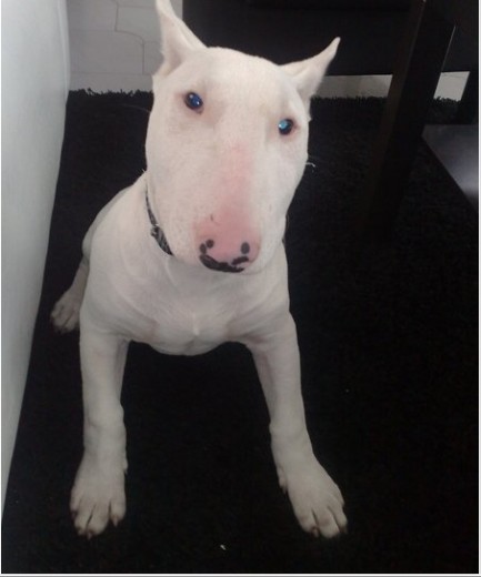 simplemente mi bull simplemente mi bull
